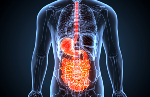 Know Your Digestive System