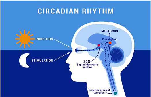 How Our Nutrient Intake Helps Regulate Our Circadian Rhythms