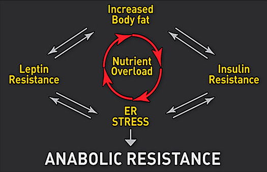 Anabolic Resistance: Why We Lose Muscle As We Age, And How To Fight Back