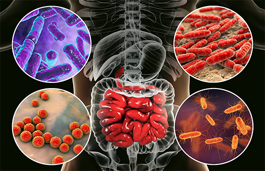 How Toxins Harm Our Gut Bacteria: The Microbiome