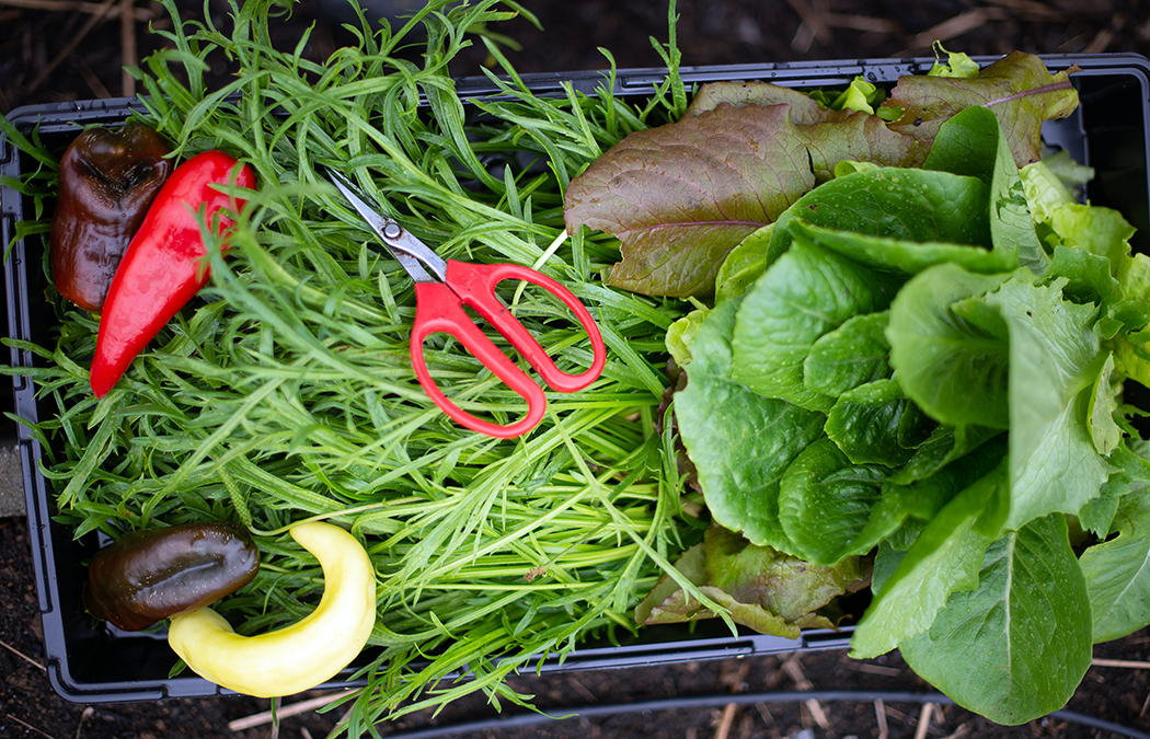 Control Your Food: Homesteading